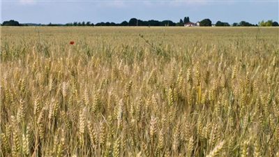 ارتفاع أسعار القمح عالميًا.. الخميس 11 أغسطس 