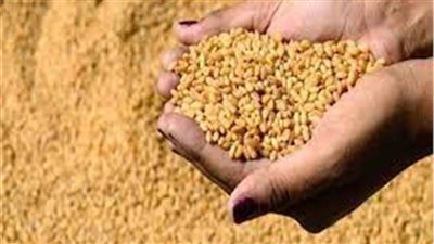 «صناعة الحبوب»: الحكومة استلمت 4 ملايين طن قمح من المزارعين 