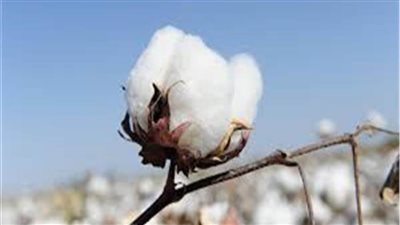 «المركزي للإحصاء»: 101.5٪ زيادة في صادرات الأقطان المحلية عام 2021 
