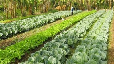 بالانفوجراف | 