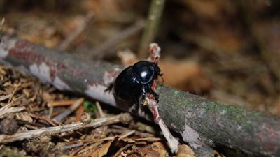 السعودية.. حشرة تهاجم المنازل وتشوه أجساد الأطفال والسلطات تستعين بالطائرات لمحاربتها