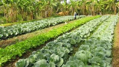 بالانفوجراف | 