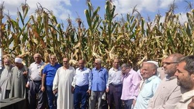 «زراعة الشرقية» تنظم يومًا لحصاد الذرة الشامية 