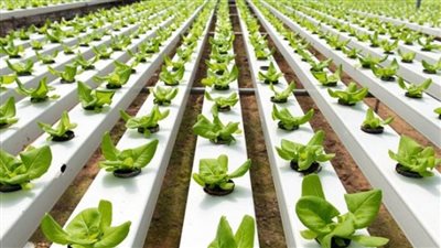 بالانفوجراف | 