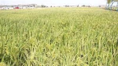 التعاون الزراعي: متابعة منظومة صرف الأسمدة وتشجيع الفلاحين على محصول القمح