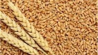 «التموين» تستقبل طلبات شراء القمح والدقيق لصناعة المكرونة والفينو 