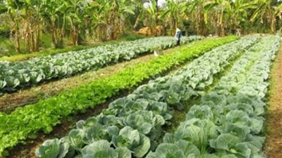 بالانفوجراف | 