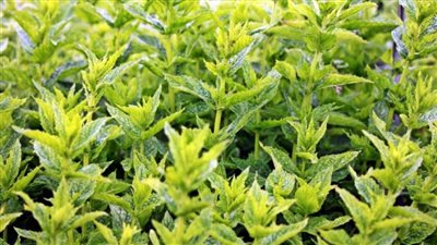 غدًا..انطلاق المهرجان الأول للنباتات الطبية والعطرية في الفيوم 