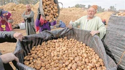 الزراعة: متابعة عمليات شحن تقاوي البطاطس استعدادا للعروة الشتوية