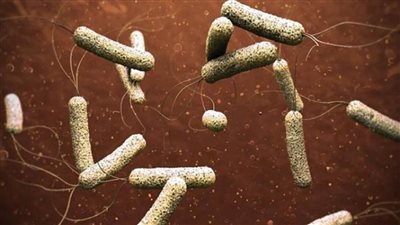 عاجل | حقيقة ظهور حالات إصابة بوباء 