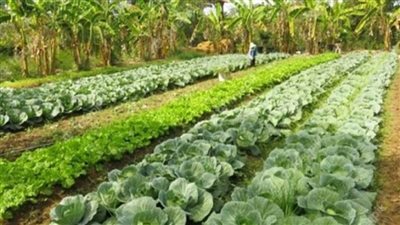 بالإنفوجراف.. 