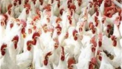 ننشر أسعار الدواجن بالأسواق الأحد 6 نوفمبر