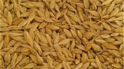 التموين تضبط صاحب مخزن يحتكر 17 طن أرز شعير بالبحيرة 