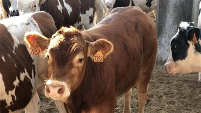 حقيقة انتشار مرض الحمى القلاعية بين الماشية في مصر نتيجة غياب حملات التحصين لحمايتها