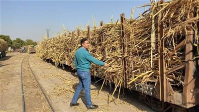 زراعة النواب تناقش أزمة تدني أسعار توريد محصول قصب السكر.. غدا 