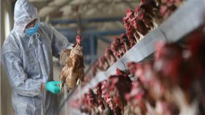 الاكوادور تعلن حالة الطوارئ بسبب تفشى إنفلونزا الطيور