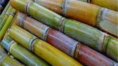 «التموين» تستقبل موسم إنتاج السكر المحلي يناير المقبل