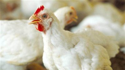 بورصة الدواجن الرئيسية، أسعار الدواجن اليوم 