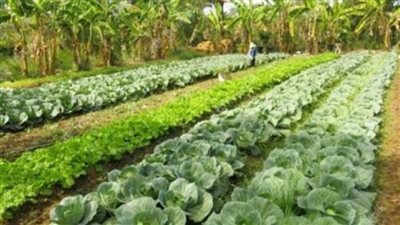 بالإنفوجراف.. 