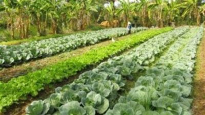 بالإنفوجراف.. 