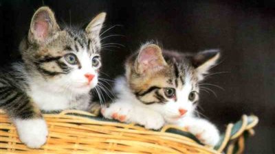 نيويورك تحظر بيع الحيوانات الأليفة