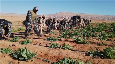 بالصور.. قوات حرس الحدود تشن حملة مكبرة للبحث والتفتيش على الزراعات المخدرة بسيناء بالتعاون مع الداخلية  