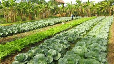 بالانفوجراف | 