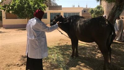 الزراعة: تطعيم 769 ألف رأس ماشية ضد الجلد العقدي وجدري الأغنام