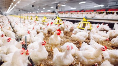 أسعار الدواجن في الأسواق اليوم الجمعة 10 فبراير 2023