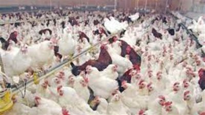 جشع من البعض.. التموين: نوفر كيلو الدواجن بـ 65 جنيه