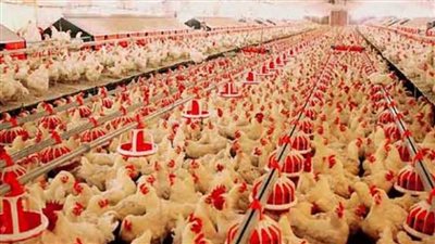 ١٠ جنيهات .. شعبة الدواجن تكشف موعد انخفاض أسعار الفراخ