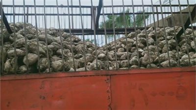 التموين: توريد 40 ألف طن بنجر لمصنع الدلتا.. تصل لـ 100 ألف بنهاية الأسبوع 