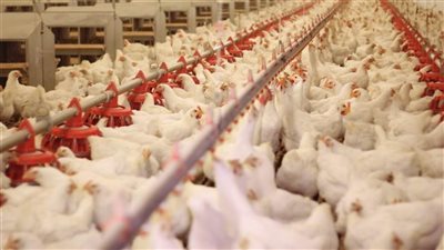 انخفاض أسعار الدواجن بالأسواق الأحد 5 مارس 