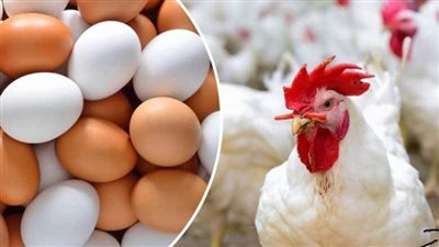 أسعار الدواجن والبيض اليوم السبت 11-3-2023 بالأسواق