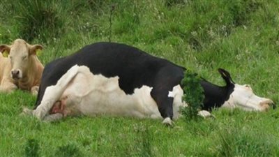 عاجل | حقيقة استيراد شحنات لحوم مصابة بجنون الأبقار وطرحها بالأسواق