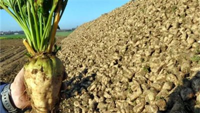 التموين: استلام أكثر من 100 ألف طن بنجر.. وصرف مستحقات المزارعين خلال 72 ساعة 