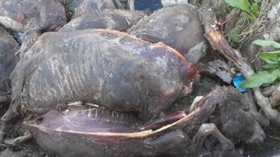 العثور على هياكل حمير ومواشي بمياه ترع والمصارف بقرى الغربية