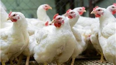 أسعار الدواجن اليوم السبت 18-3-2023 في البورصة 