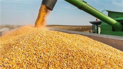 «الزراعة»: الإفراج عن 140 ألف طن ذرة وفول صويا بـ60 مليون دولار 