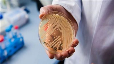 الفطر القاتل.. رعب جديد يطرق أبواب العالم من «البوابة الأمريكية»