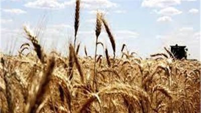 روسيا تطلب سعراً مرتفعاً لصادرات القمح .. ووقف مؤقت محتمل 