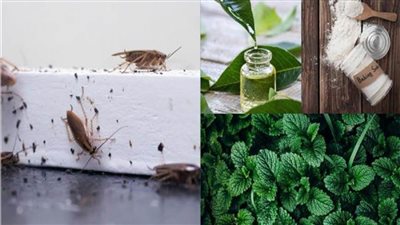الملح وصودا الخبز الأبرز.. 5 علاجات طبيعية لمشاكل الآفات المنزلية 