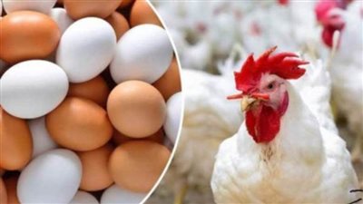 أسعار الدواجن والبيض ثامن أيام رمضان