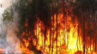 اندلاع حرائق غابات في كوريا الجنوبية 