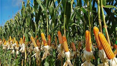 مصانع الأعلاف تبدأ التسجيل في بورصة السلع للحصول على الذرة الصفراء 