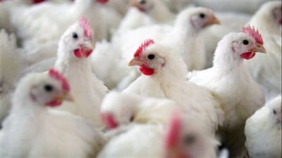 الثروة الداجنة تحذر من وصول طن الصويا إلى 40 ألف جنيه 