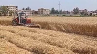 «الزراعة» تواصل متابعة محصول القمح في محافظات الجمهورية قبل بدء الحصاد