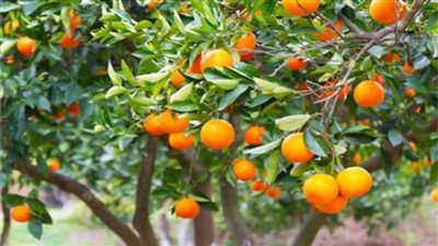 الزراعة: 15 توصية لمزارعي محصول الموالح خلال شهر أبريل ..تعرف عليها 