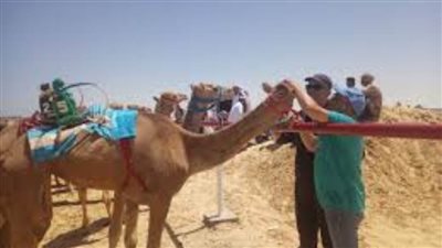 «الزراعة» تختتم أعمال القافلة البيطرية المجانية بمحافظة شمال سيناء