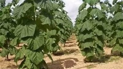 12 فائدة لزراعة أشجار الباولونيا في مصر عودة الحياة البرية للطبيعة أبرزها 